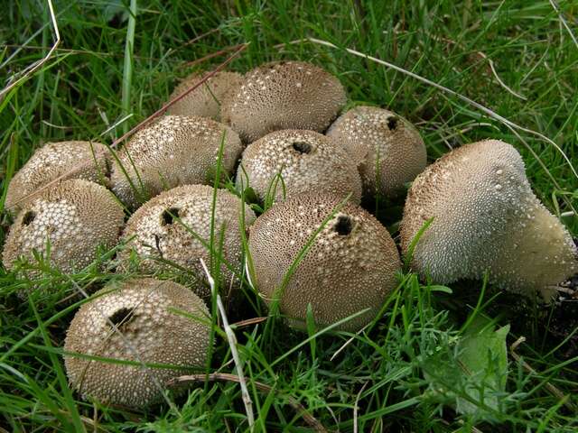 Image of Lycoperdon nigrescens Pers. 1794