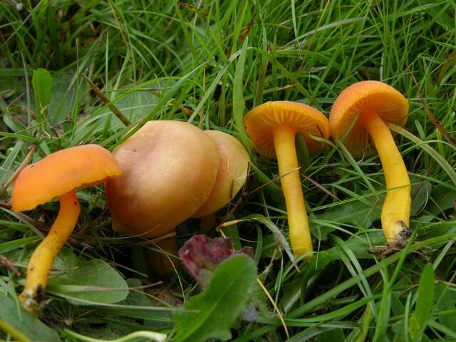 Image of waxcaps (fungi)