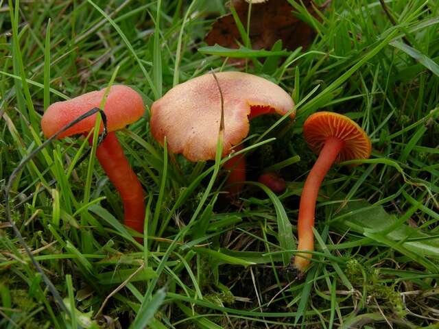 Image of waxcaps (fungi)