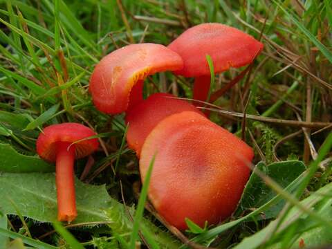 Image of waxcaps (fungi)