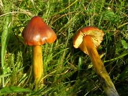 Image of waxcaps (fungi)