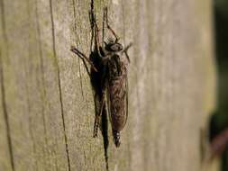 Image of Manx robber fly