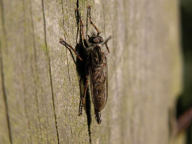 Image of Manx robber fly