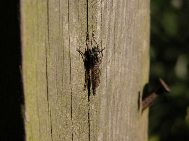 Image of Manx robber fly