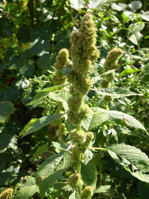 Amaranthus resmi