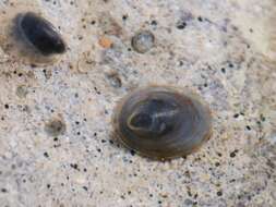 Image of unclassified Gastropoda