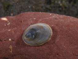 Image of unclassified Gastropoda