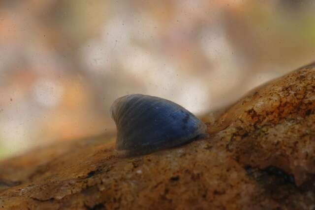 Image of unclassified Gastropoda