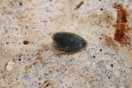 Image of unclassified Gastropoda