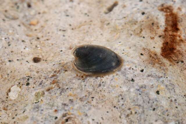 Image of unclassified Gastropoda