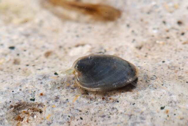 Image of unclassified Gastropoda