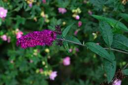 Image of Butterfly Bush