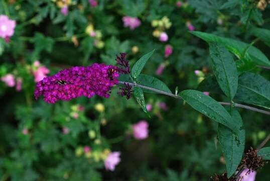 Image de Buddleja