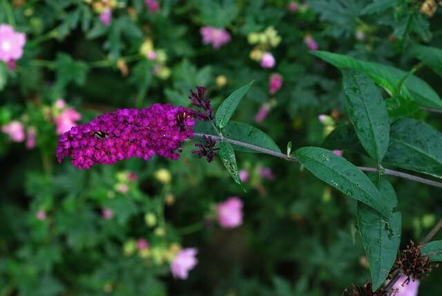 Image of Butterfly Bush