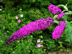 Image of Butterfly Bush