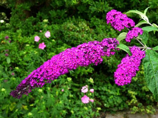 Image of Butterfly Bush