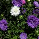 Image of China aster