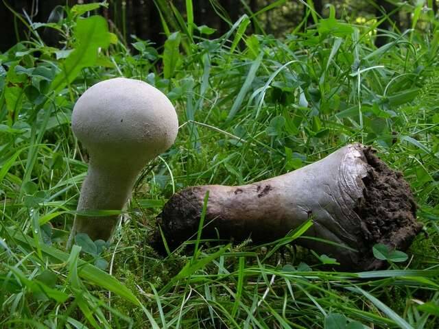 Image of Lycoperdon