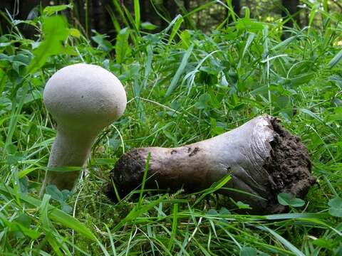 Image of Lycoperdon