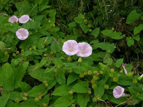 Image of Hairy Bindweed