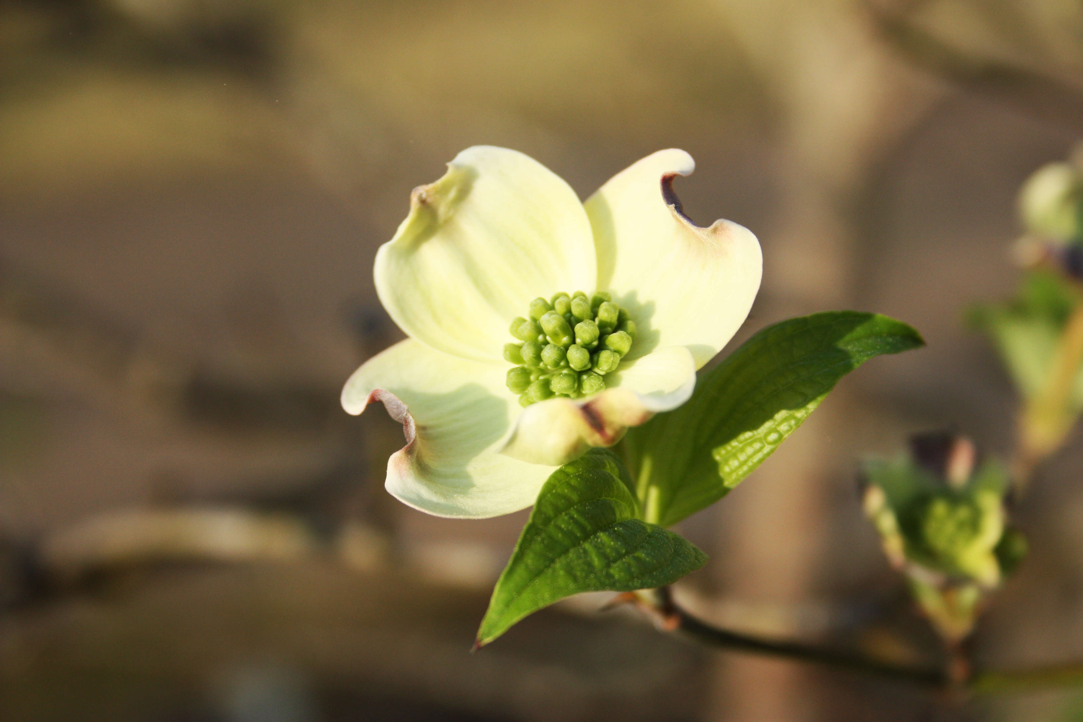 Image of flowering dogwood