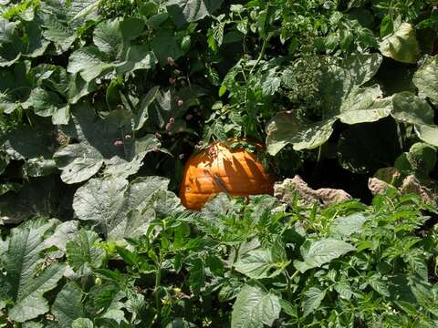 Image of gourd