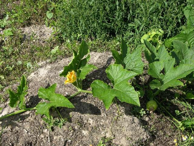 Image of gourd