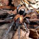 Image of Trinidad Dwarf Tiger Rump Tarantula