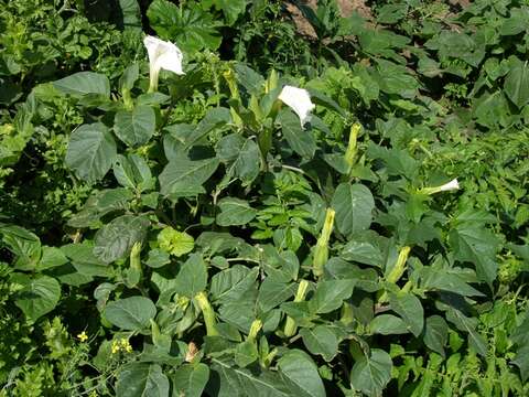 Image de Datura