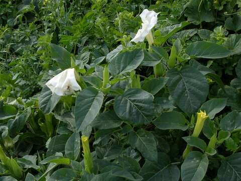 Image de Datura