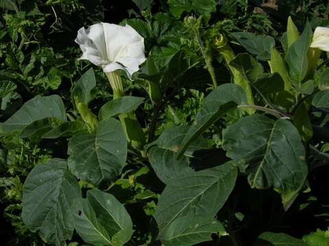 Image of jimsonweed