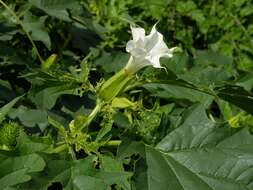 Image de Datura