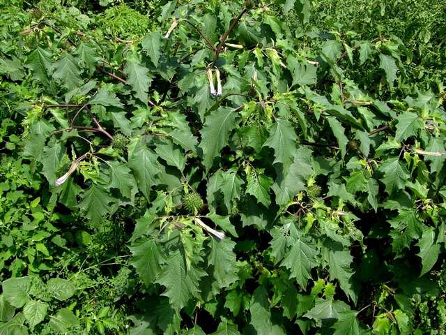 Image of Datura stramonium tatula (L.) D. Geerinck & E. Walravens