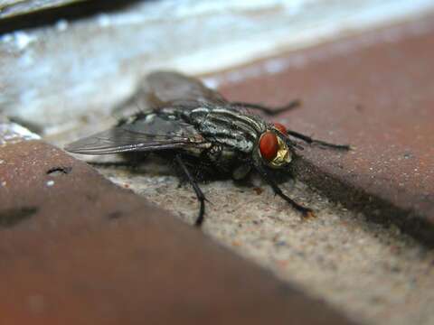 Image of flesh flies