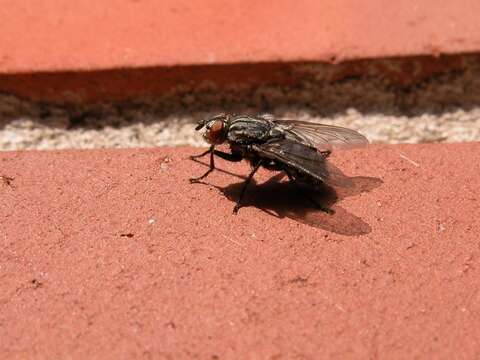 Image of flesh flies