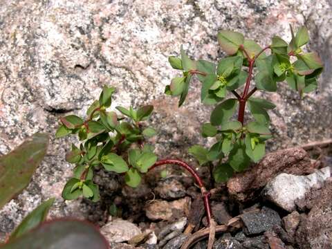 Image of cancer weed