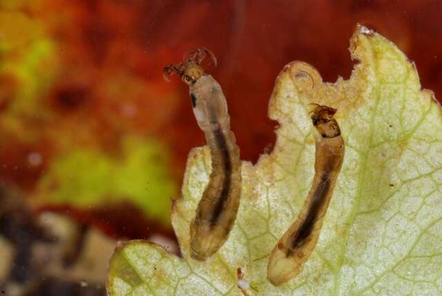 Image of black flies