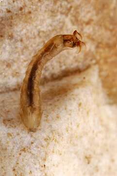 Image of black flies