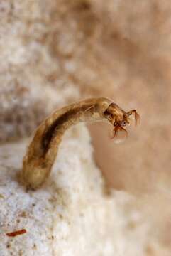 Image of black flies