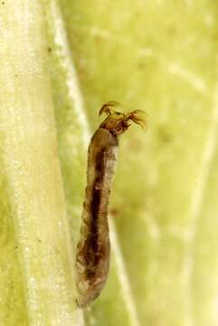 Image of black flies