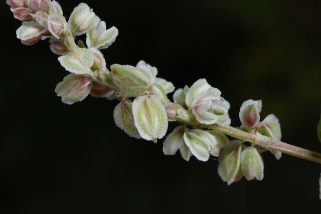 Image of Fallopia