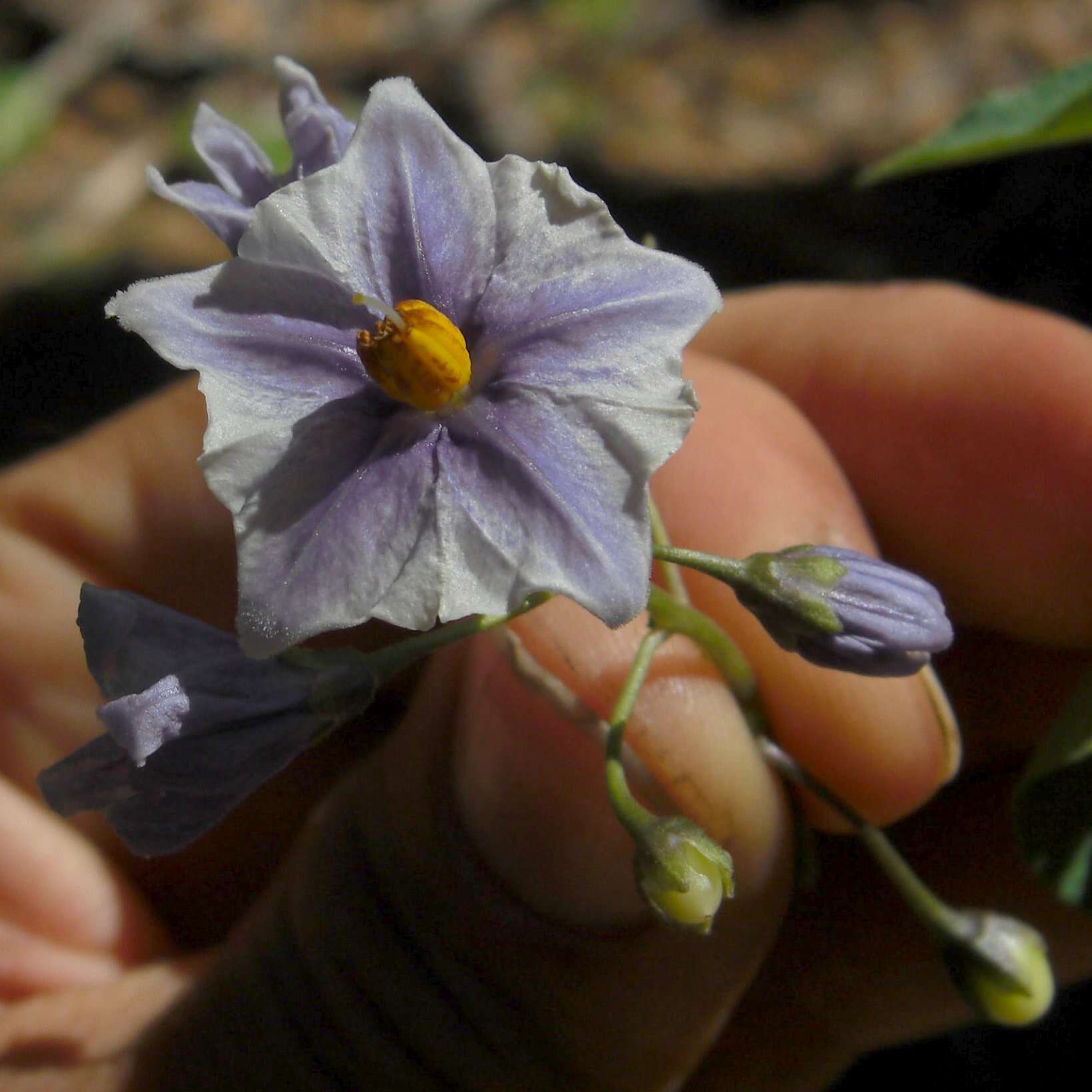 Image of Solanum etuberosum Lindl.