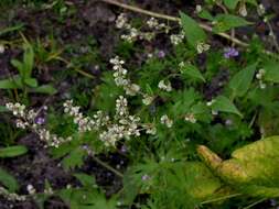 Image of Fallopia