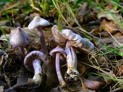 صورة Inocybe geophylla (Bull.) P. Kumm. 1871