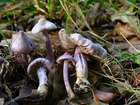 Inocybe geophylla (Bull.) P. Kumm. 1871 resmi