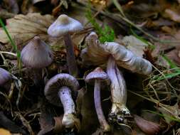 Inocybe geophylla (Bull.) P. Kumm. 1871 resmi