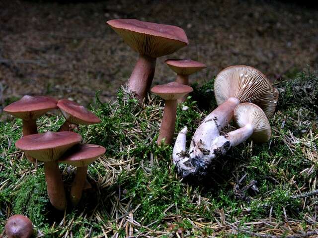 Image of Milk Cap Mushrooms