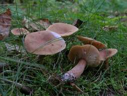 Image of Lactarius subdulcis (Pers.) Gray 1821