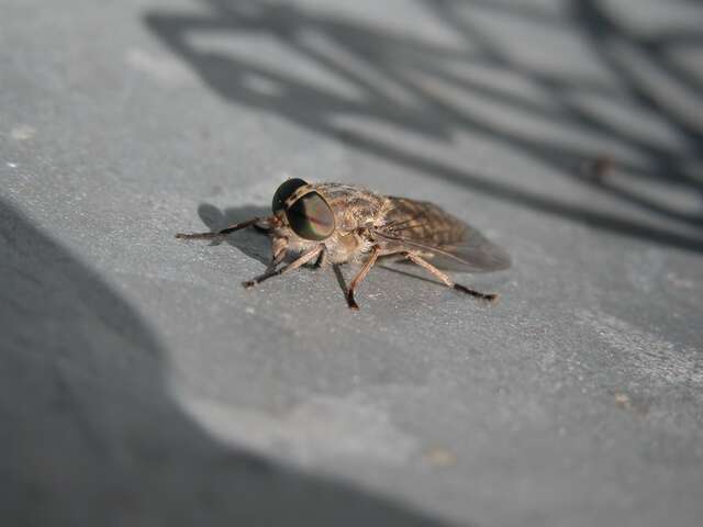 Image of horse and deer flies