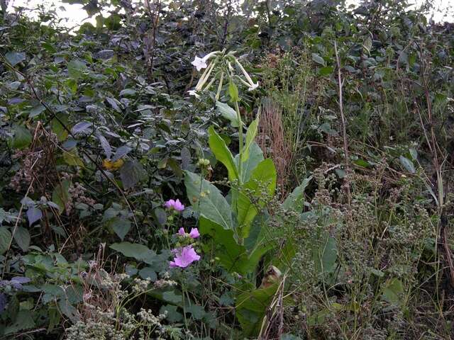 Plancia ëd Nicotiana